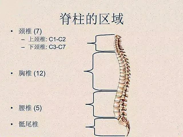 脊柱是由24个椎骨(7个颈椎,12个颈椎,5个腰椎),1个骶骨和1个尾骨相互