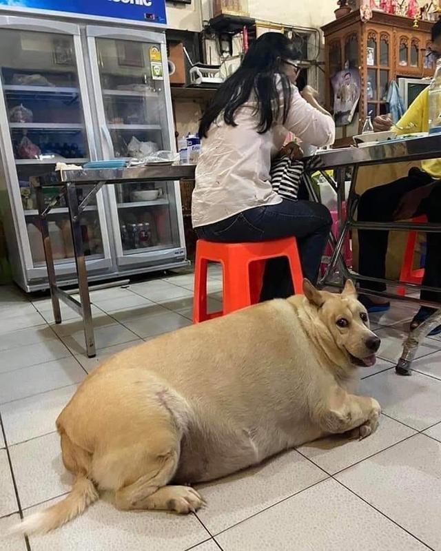 狗被养成猪一样胖，被拍到还扭头嬉笑：“我帅吗？”