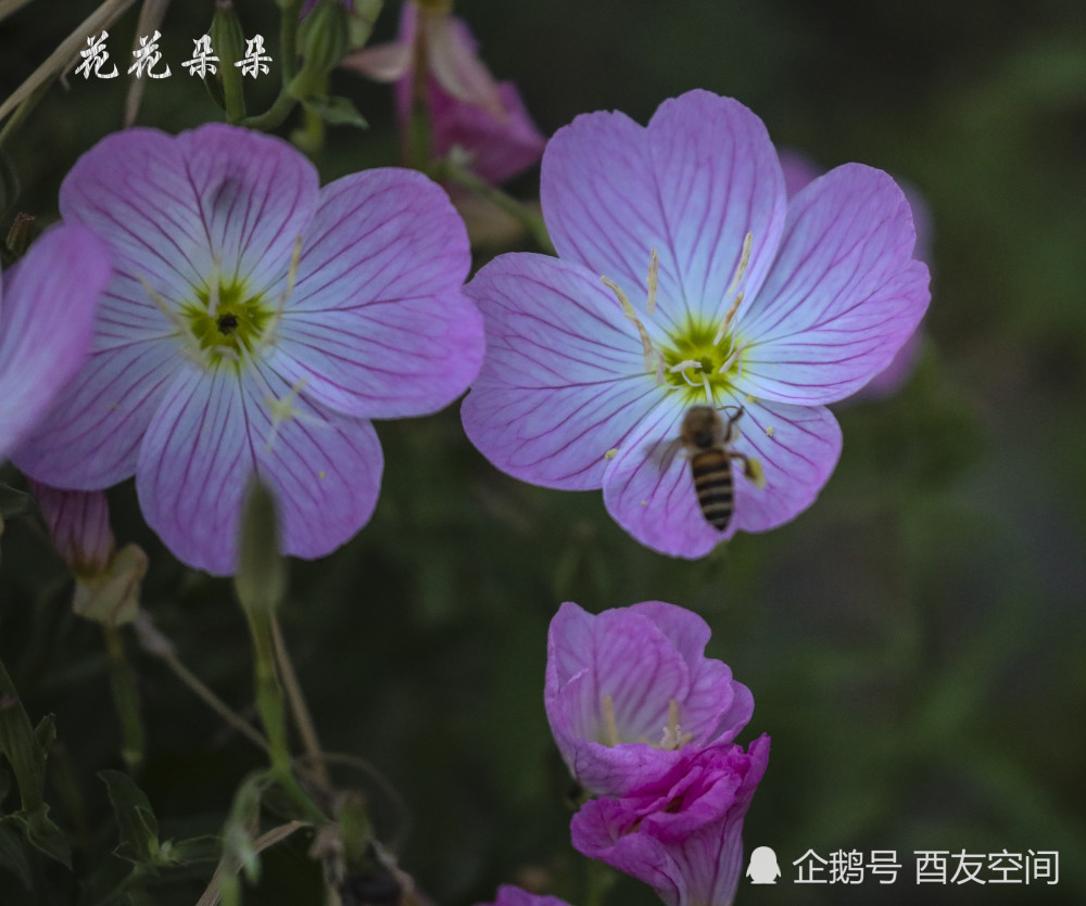 沙湖公园的花花朵朵