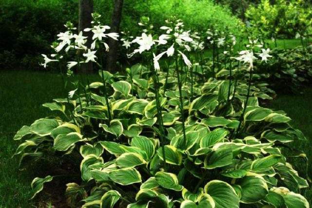 适合北方庭院种植的花卉,哪些好看又好养?