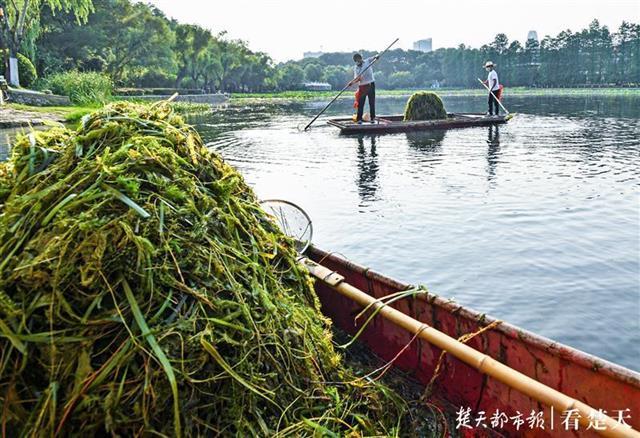 即将下班,蔡志林和同伴打捞最后一批水草