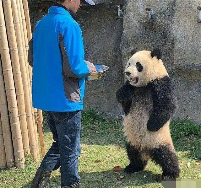 战神蚩尤的坐骑,有食铁兽之称的大熊猫,为何如今沦落到以卖萌为生?