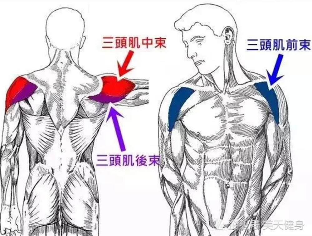 “虎头肩”养成手册，打造宽肩厚背，只需3个动作，还原倒三角