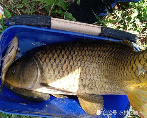 夏季在自然水域钓不到大鱼,学会这三个字的经验,野钓上大鱼不难