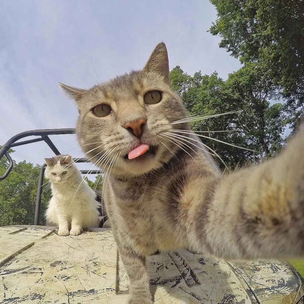 诶,路边有个好看的猫妹妹,她看起来好高冷