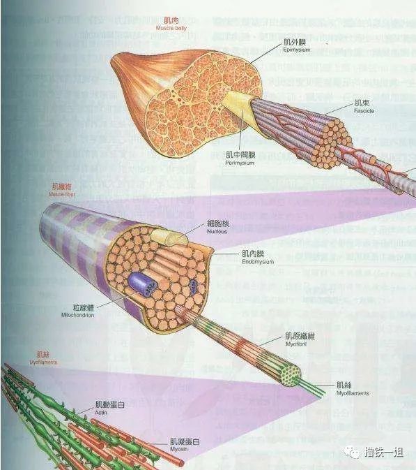 静力性练习是不大可能让肌肉增粗的,因为肌纤维没有产生轻微撕裂,也就