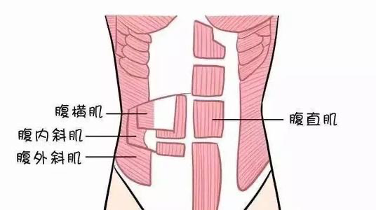 腹部就越纤细,相反,腹横肌力量薄弱,就容易堆积脂肪,造成下腹肥胖!