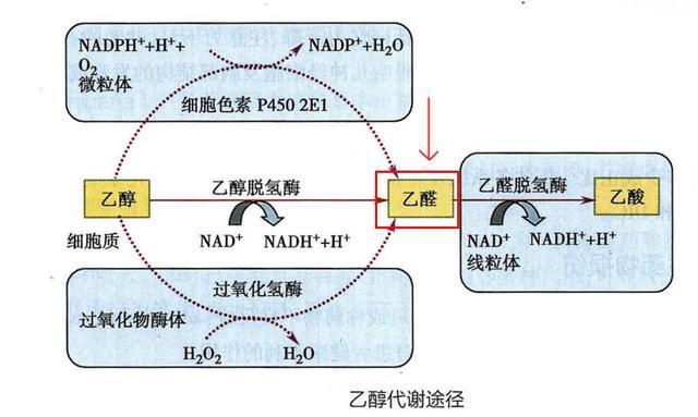 56岁患肝癌，从发病到死亡仅半个月，医生：不要等到出现右上腹痛才来看肝脏