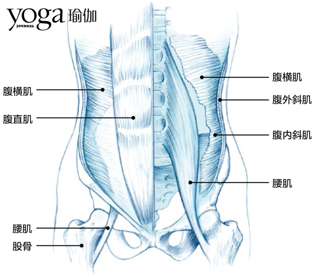 腹横肌常被称为肌肉紧身衣.最深层