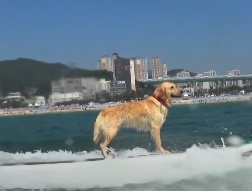 会冲浪的金毛真帅气，成了海边“最靓的仔”，金毛：全都为了主人