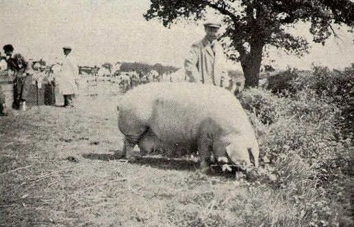 绵羊猪（绵羊猪养殖条件）