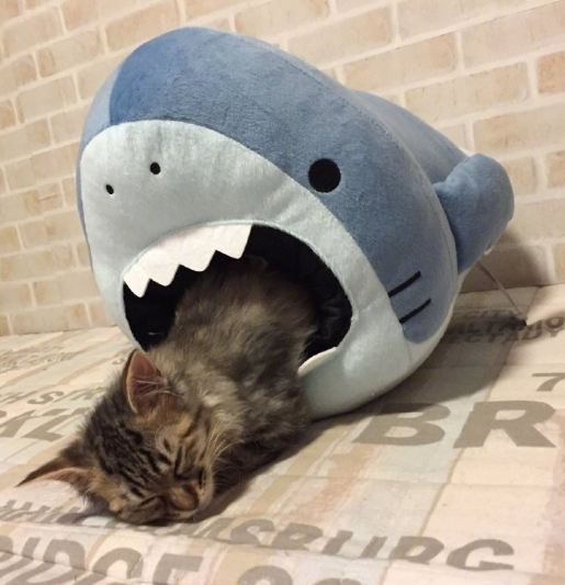 鲨鱼吃猫啦!