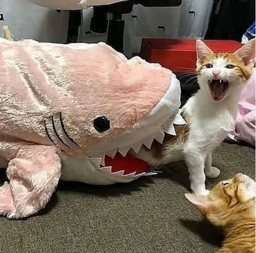 鲨鱼吃猫啦!