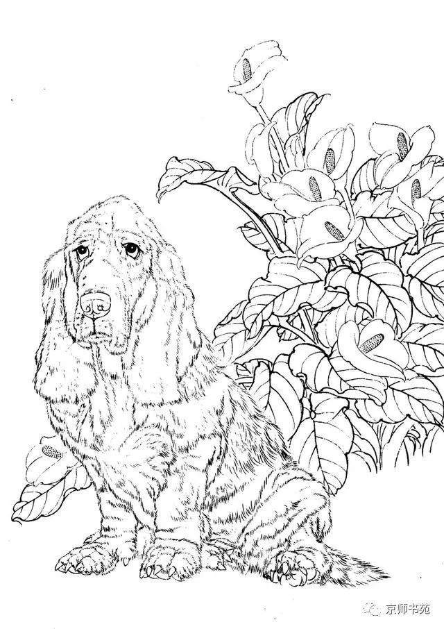 狗狗白描 历代名家画笔下的狗