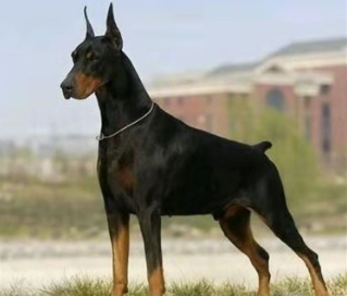 最受男人欢迎的四大猛犬，有你喜欢的犬吗？