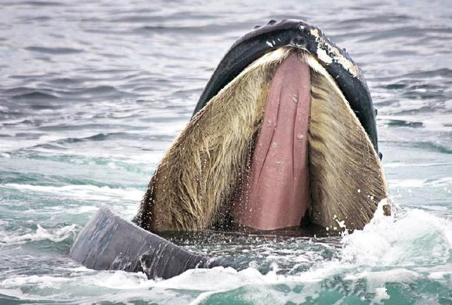 冠齿鲸:揭秘须鲸演化之路的起点