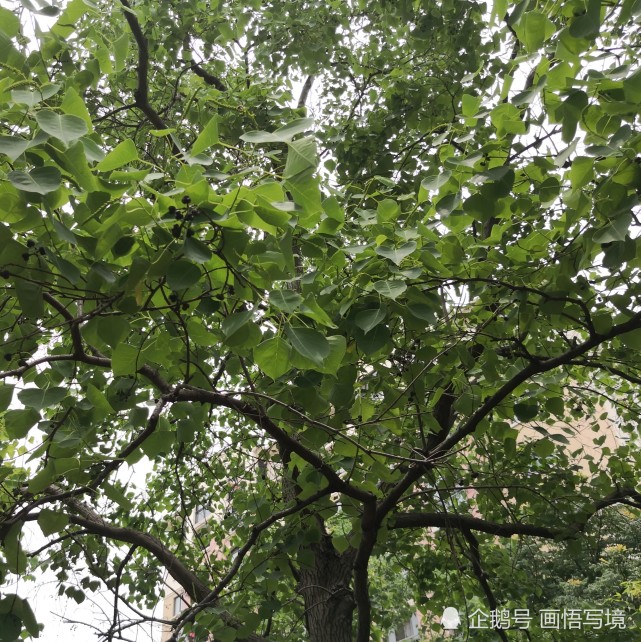 带你认识乌桕树