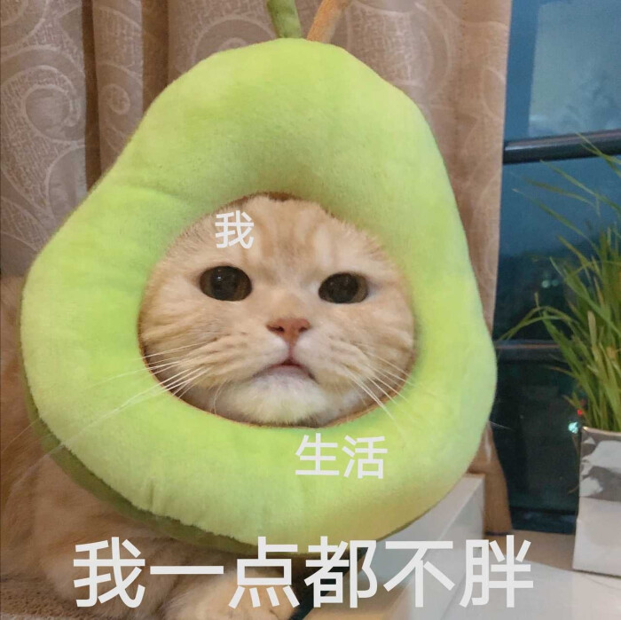 猫咪表情包,这也太可爱了吧