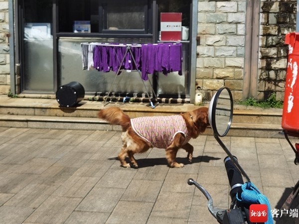 海口恶犬伤人事件屡见不鲜 宠主遛狗不拴狗绳现象较普遍