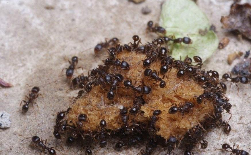 那些有毒的蚂蚁,请尽量远离