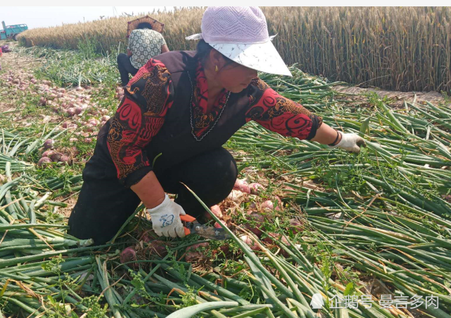 小帅助农在行动,洋葱价格暴跌,菜农烈日下辛勤劳作让