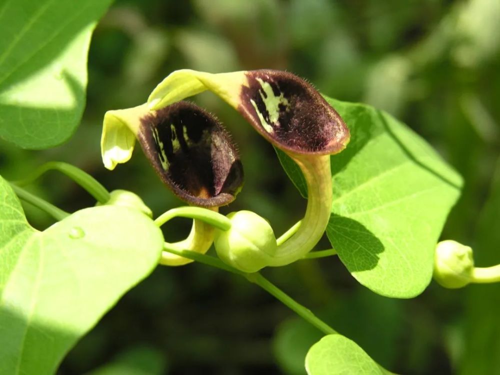科名:马兜铃科aristolochiaceae 3. 别名:金狮藤,香里藤,痢药草 4.