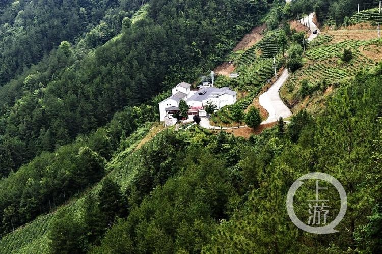 图为地处三峡腹地的云阳县蔈草镇的茶园,夏日里绿满山川,环境优雅.
