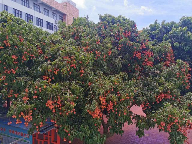 近日,广西一学校请全校师生免费尝荔枝,引来众网友的羡慕嫉妒恨.