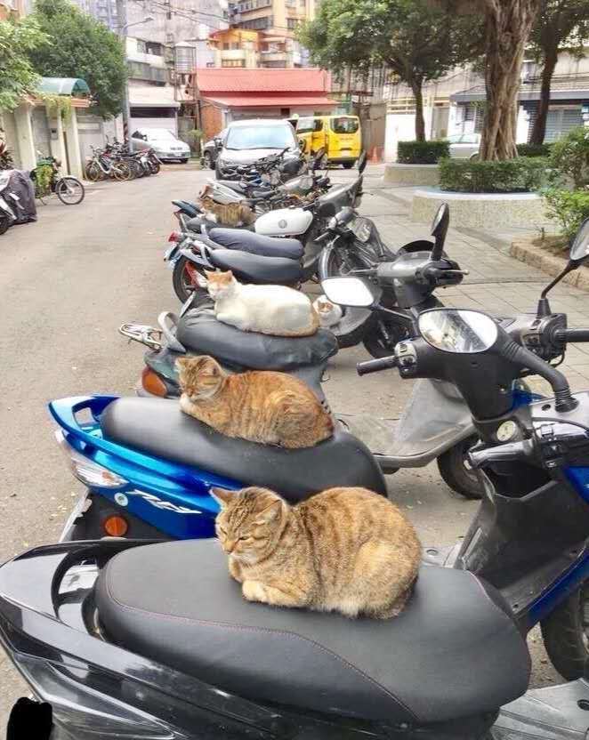 当一群流浪猫，担任起“看车管家”，我再也不用锁车了