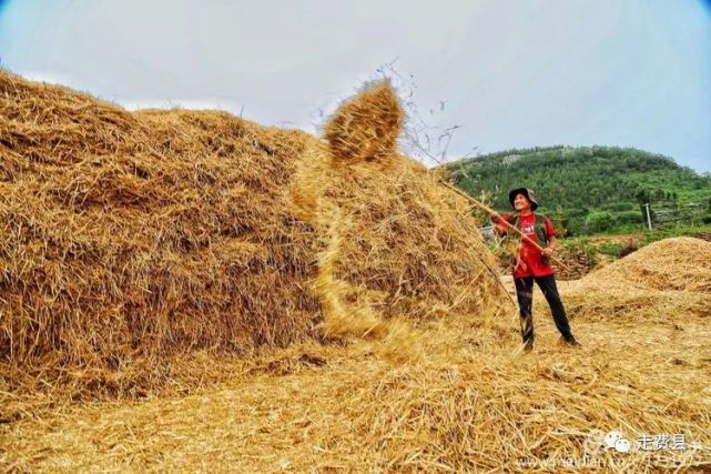 乡村记忆 初夏的麦秸垛