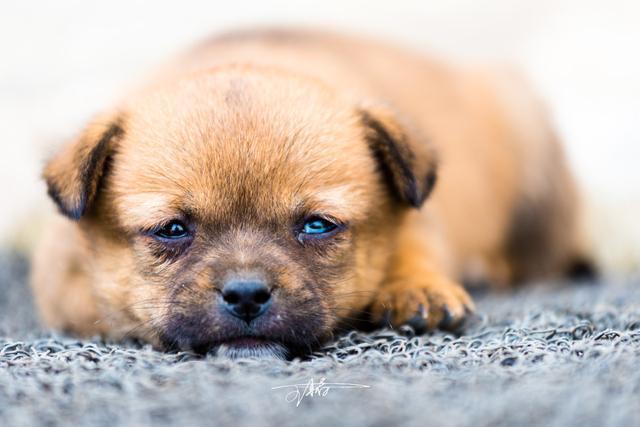 相较国外品种犬，中华田园犬的几大优势明显，值得国人关爱