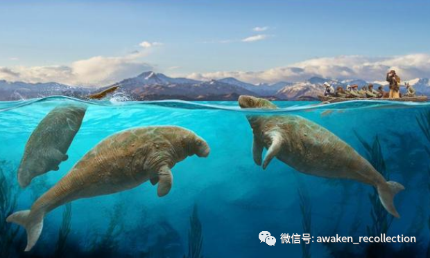 它把人类当好朋友,发现到灭绝仅27年,这种海中巨兽经历了什么?