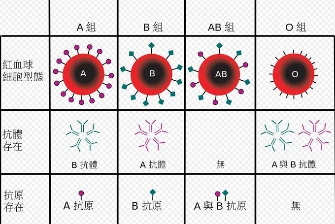 在这项研究中,研究人员还研究了rh血型系统(rhesus.