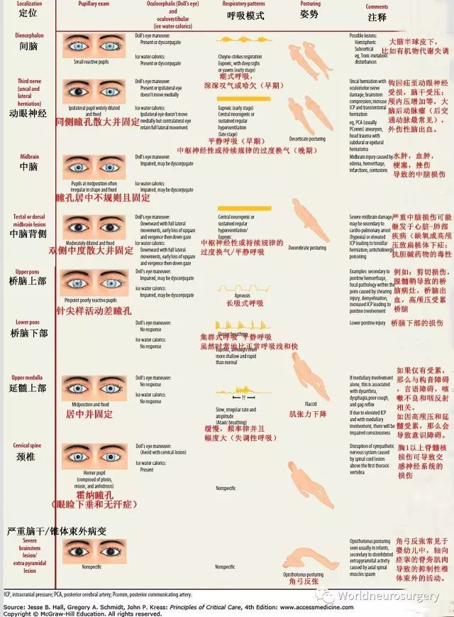 瞳孔的大小受交感与副交感神经的支配.