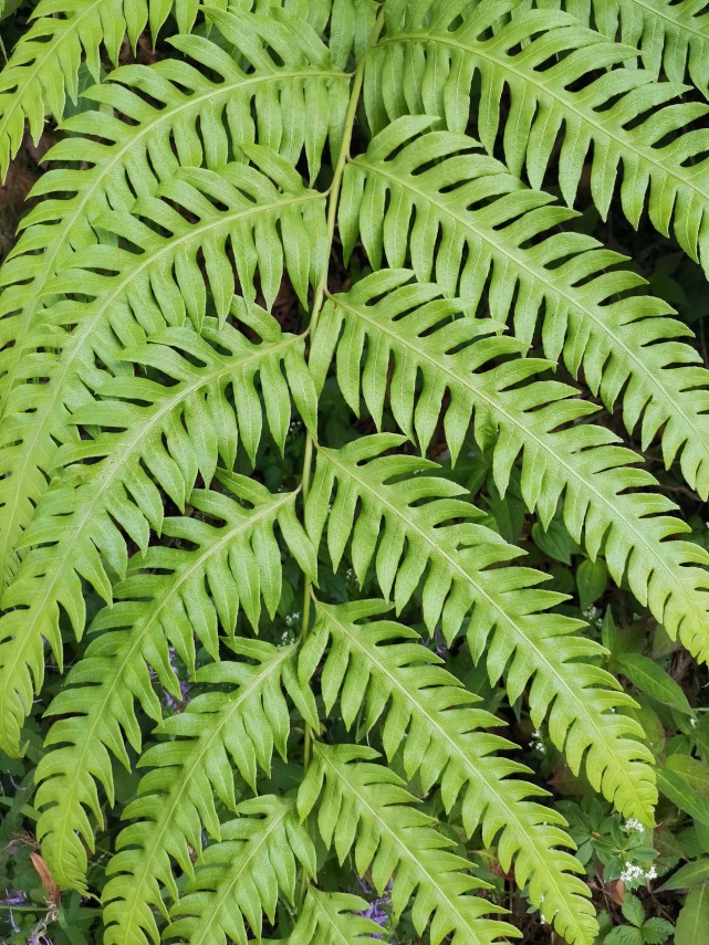 峨眉山野生药材系列狗脊