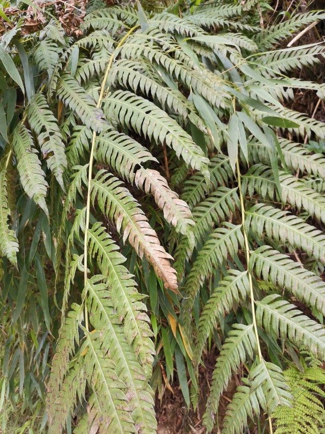 峨眉山野生药材系列狗脊