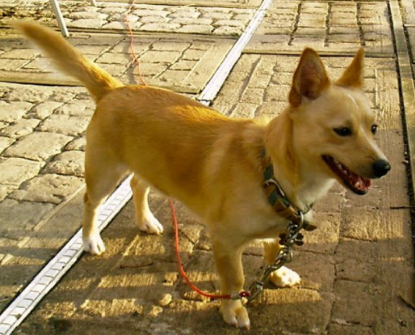 小狗被丢进水沟，胶带缠着嘴，身上满是咬痕，“诱饵犬”不该存在