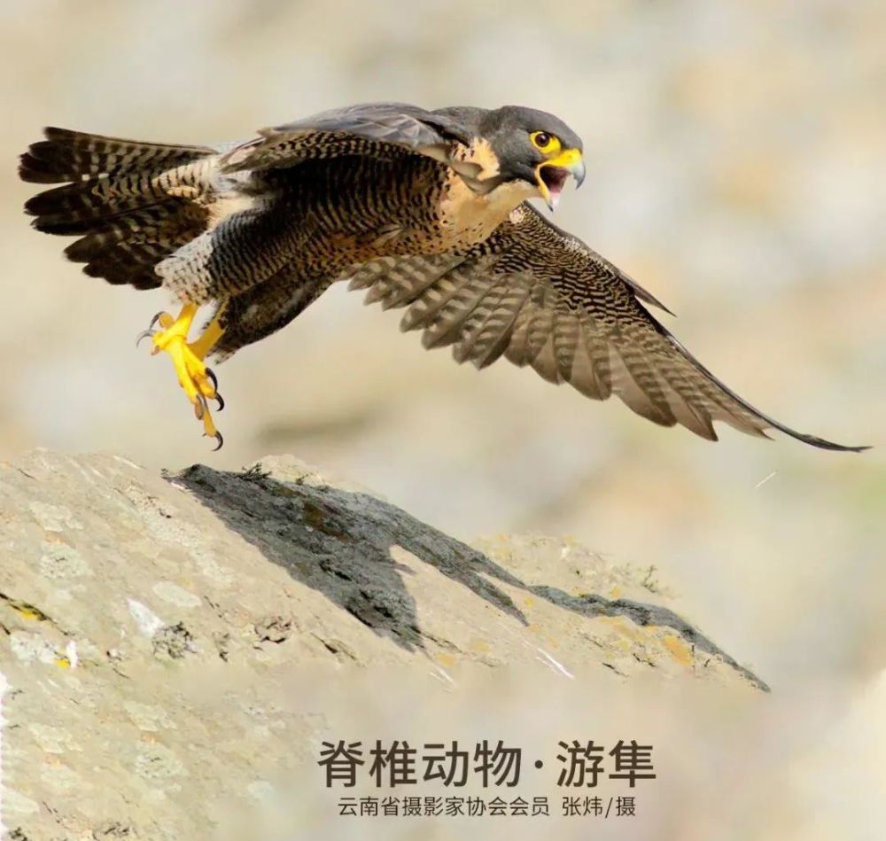 【生物多样性百科】脊椎动物·贡山齿突蟾:快看!