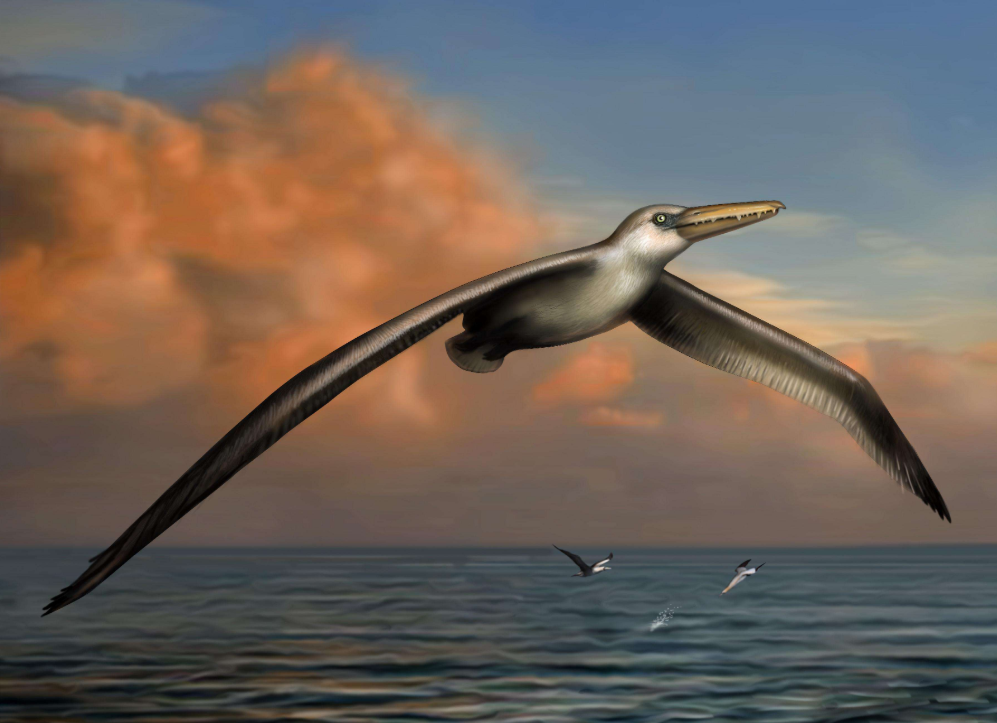 世界翅膀最长的鸟,展翅可达4米,动物界的情种,背后有段迷信故事