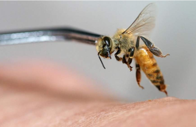 而这些刺也会将蜜蜂体内的内脏全部扯出来,没有了内脏的蜜蜂,身体机能