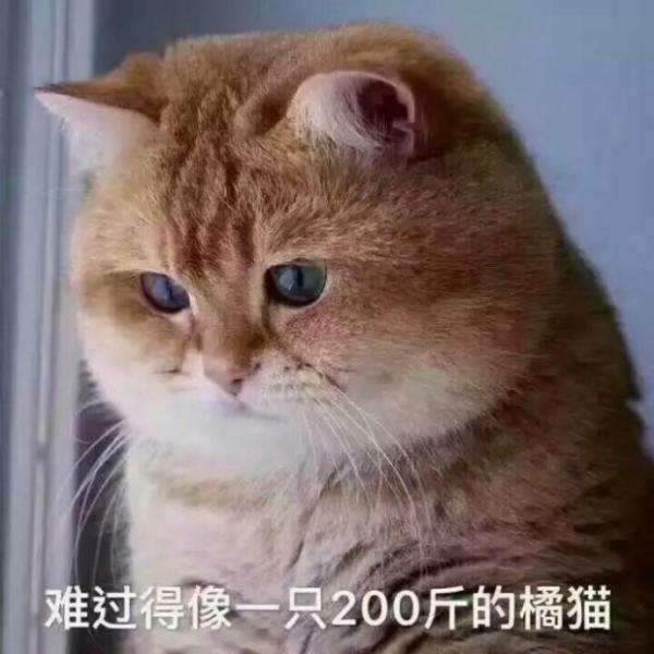 超拽猫咪,在线卖萌!