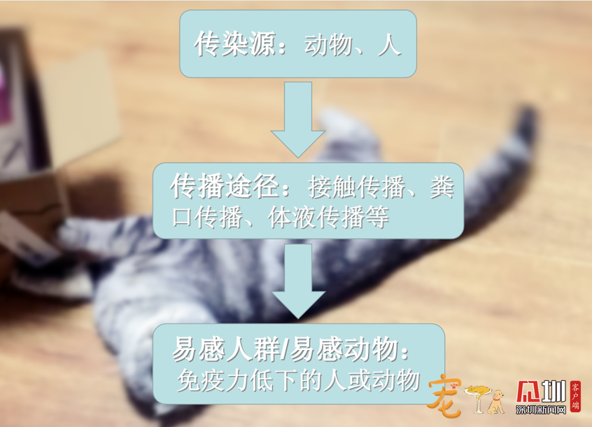 担心宠物传染疾病给人？专业兽医来提议