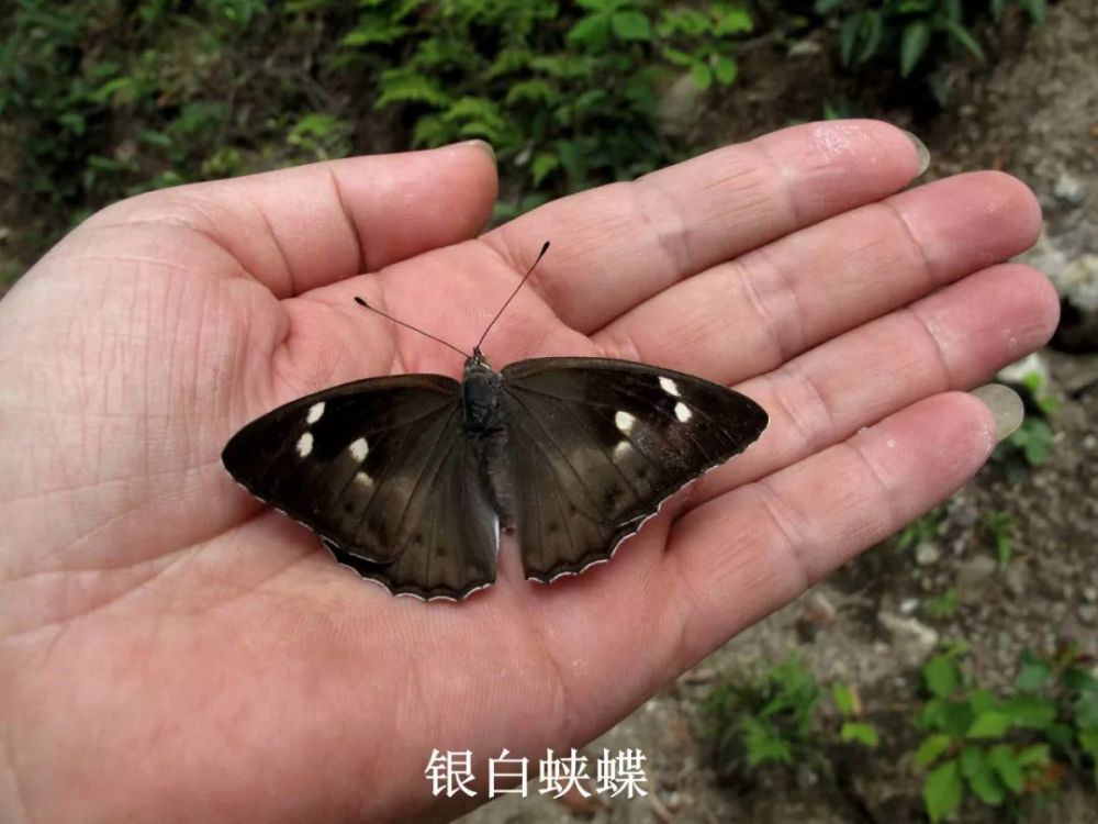 夏日赏蝶正当时共赏宁波蛱蝶科蝴蝶风采