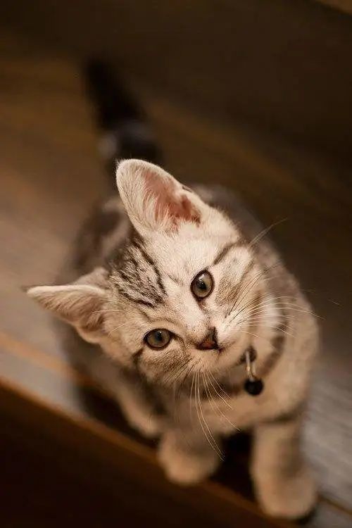 猫咪犯错屡教不改怎么办？不能打，用对这3招教它做猫
