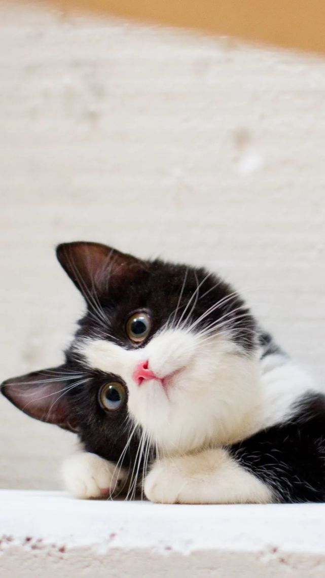 奶牛猫属于中华田园猫,又称黑白猫,因身上有黑白两种颜色的被毛形似