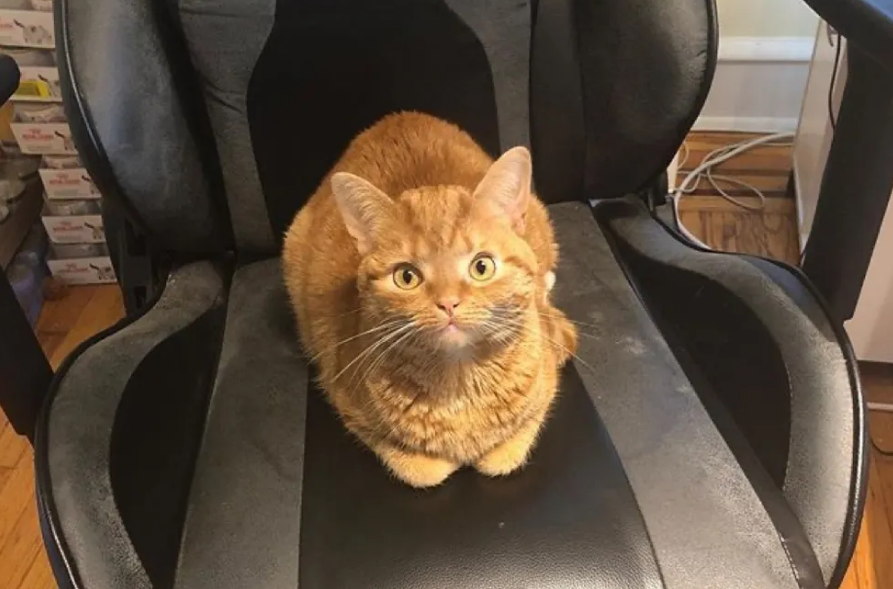 小橘猫紧紧抱着姑娘的手，不肯姑娘离开自己，只希望姑娘带它回家
