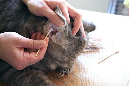 如果不及时进行治疗,会发展成为中耳炎,影响猫咪的平衡感,而且严重的