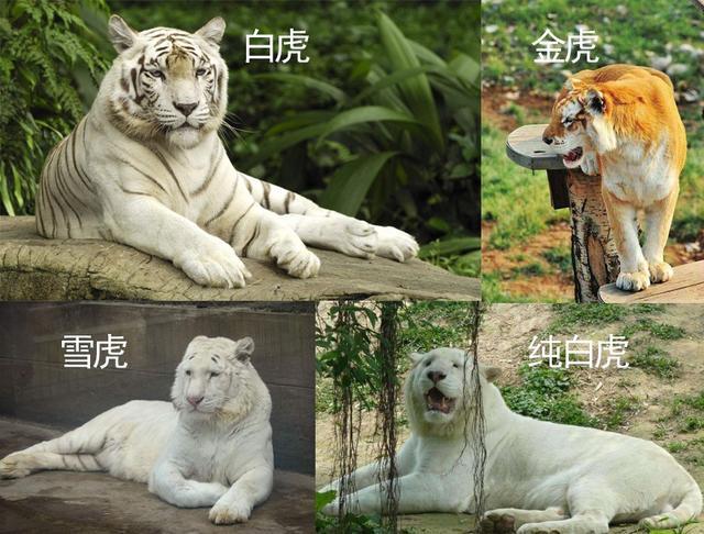 4种变异的老虎