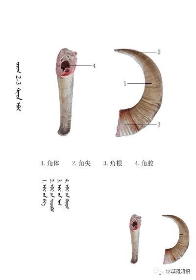 注:羖-古指黑色公羊 羖羊角-山羊角药性: 【本经原文】 味咸,温,无毒