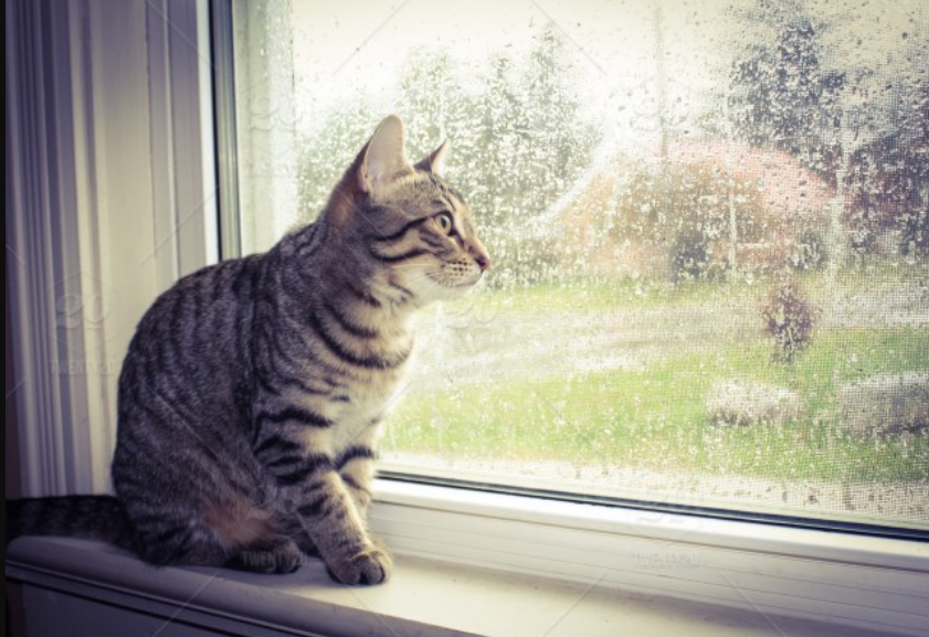 猫咪为何在“雨天”躁动？3个原因令它不适，你家猫讨厌下雨吗？
